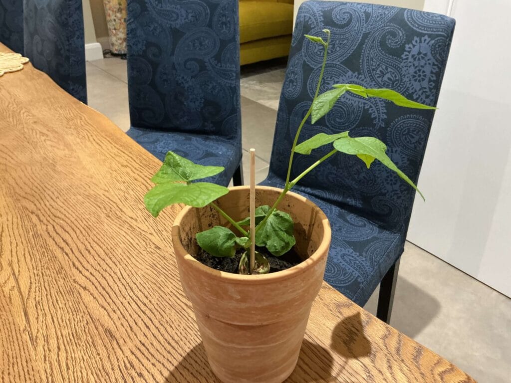 Plant growing in a plant pot.